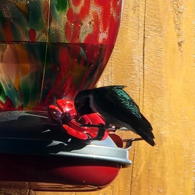 Hummingbird1000