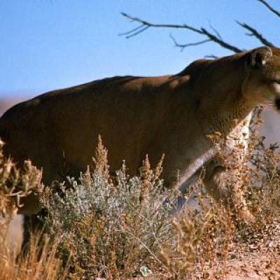 Wildlife On The Ranch